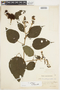 Triumfetta grandiflora image