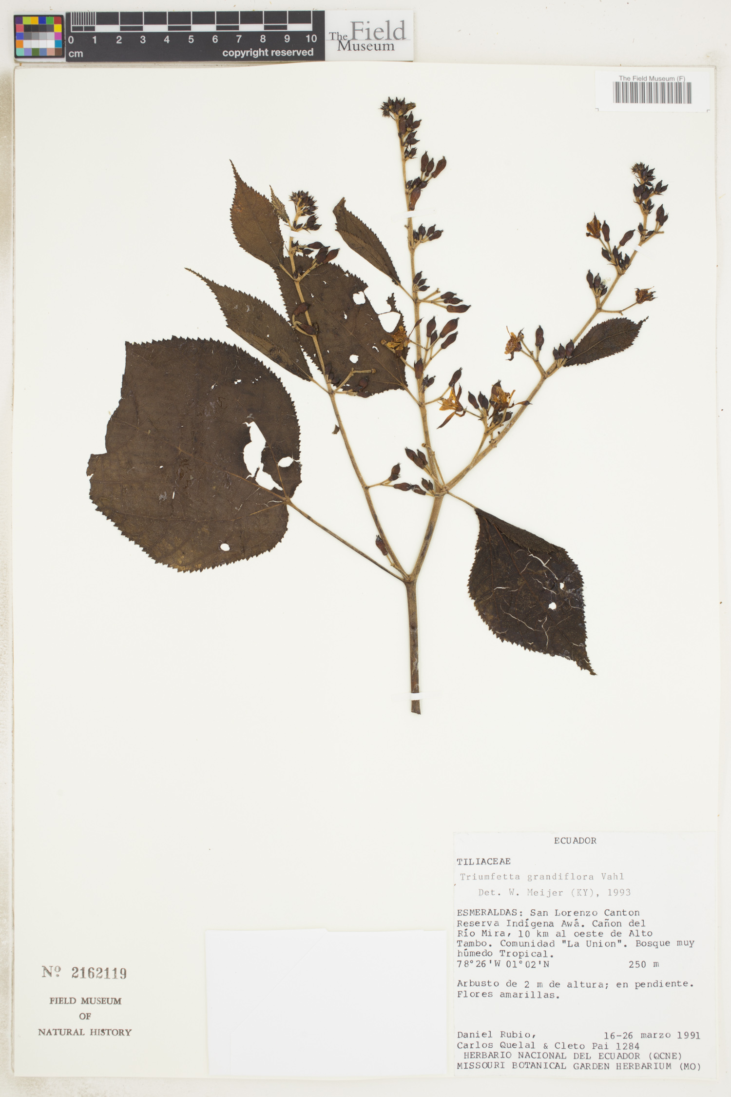 Triumfetta grandiflora image