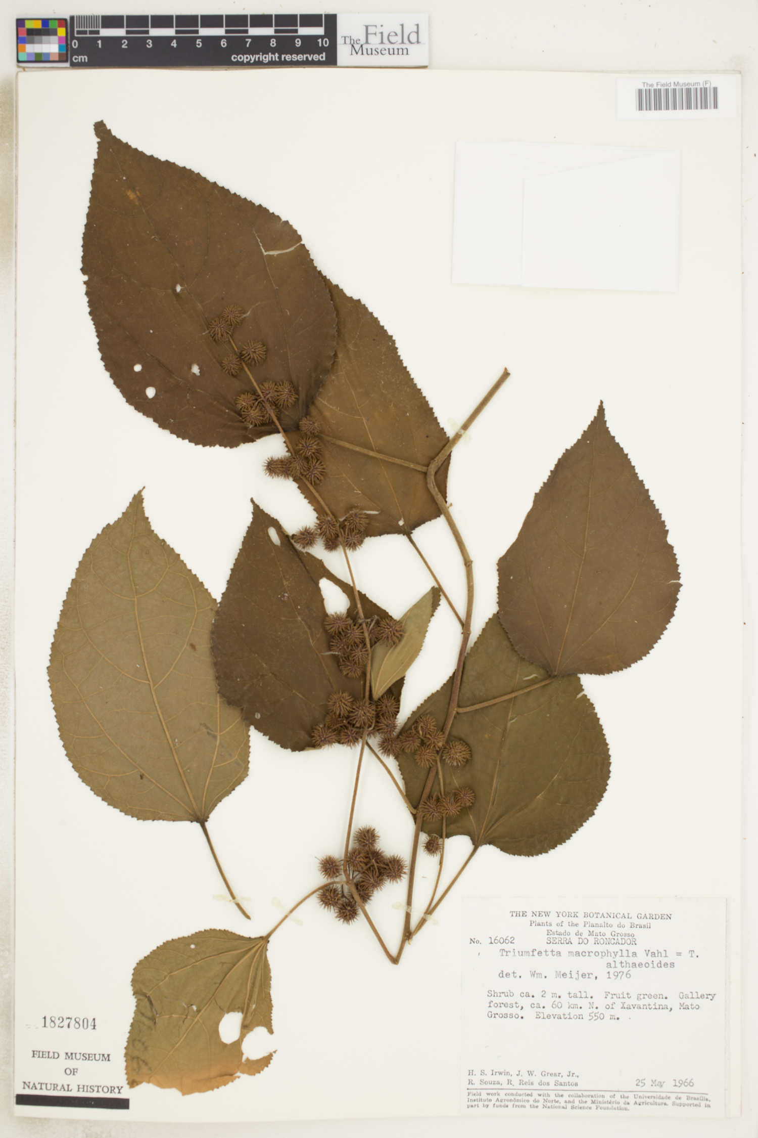 Triumfetta macrophylla image