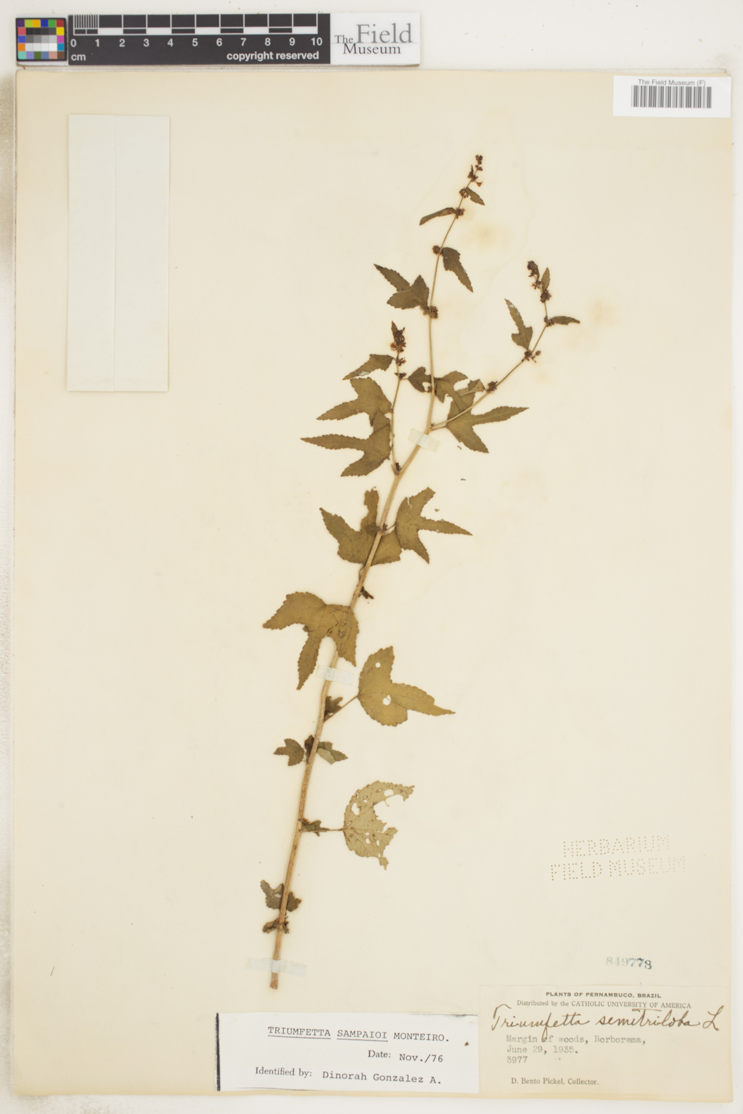 Triumfetta sampaioi
