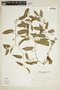 Cissus campestris image