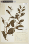 Cissus campestris image