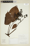 Cissus ulmifolia image