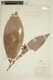 Paypayrola grandiflora image