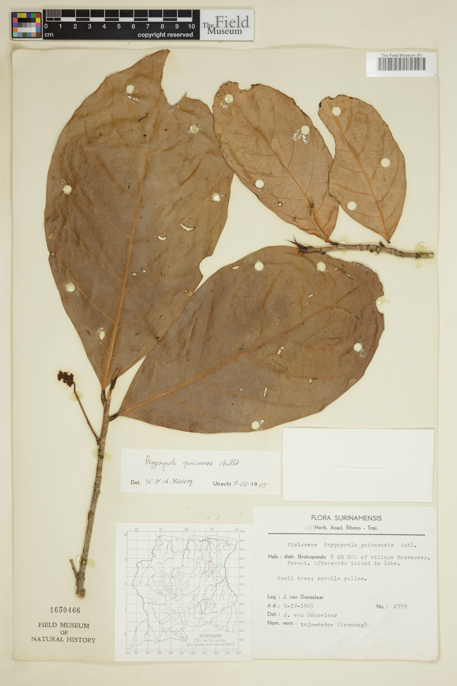 Paypayrola guianensis image