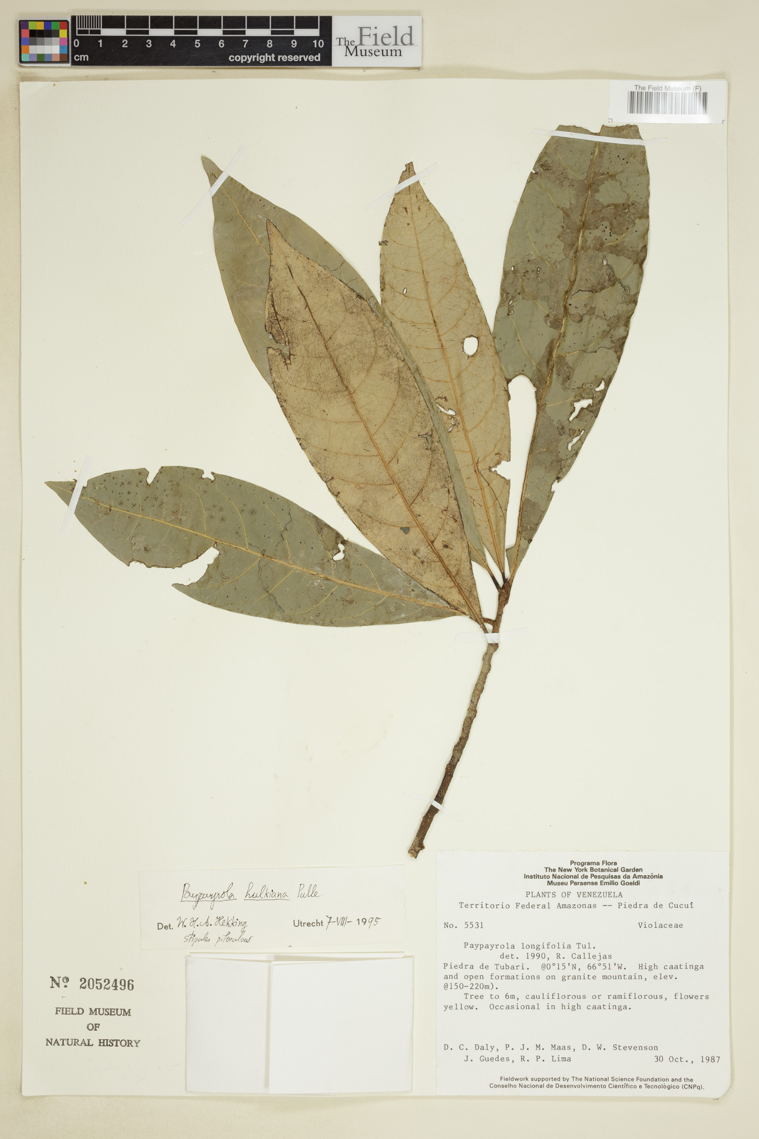 Paypayrola hulkiana image