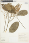 Rinorea apiculata image