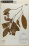 Rinorea guianensis image
