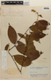 Rinorea guianensis image
