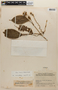 Rinorea lindeniana image