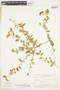 Pombalia phyllanthoides image