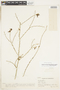 Pombalia phyllanthoides image