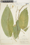 Leonia glycycarpa var. racemosa image