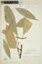 Paypayrola longifolia image