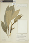 Paypayrola longifolia image
