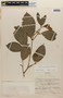 Rinorea macrocarpa image