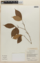 Rinorea pubiflora image