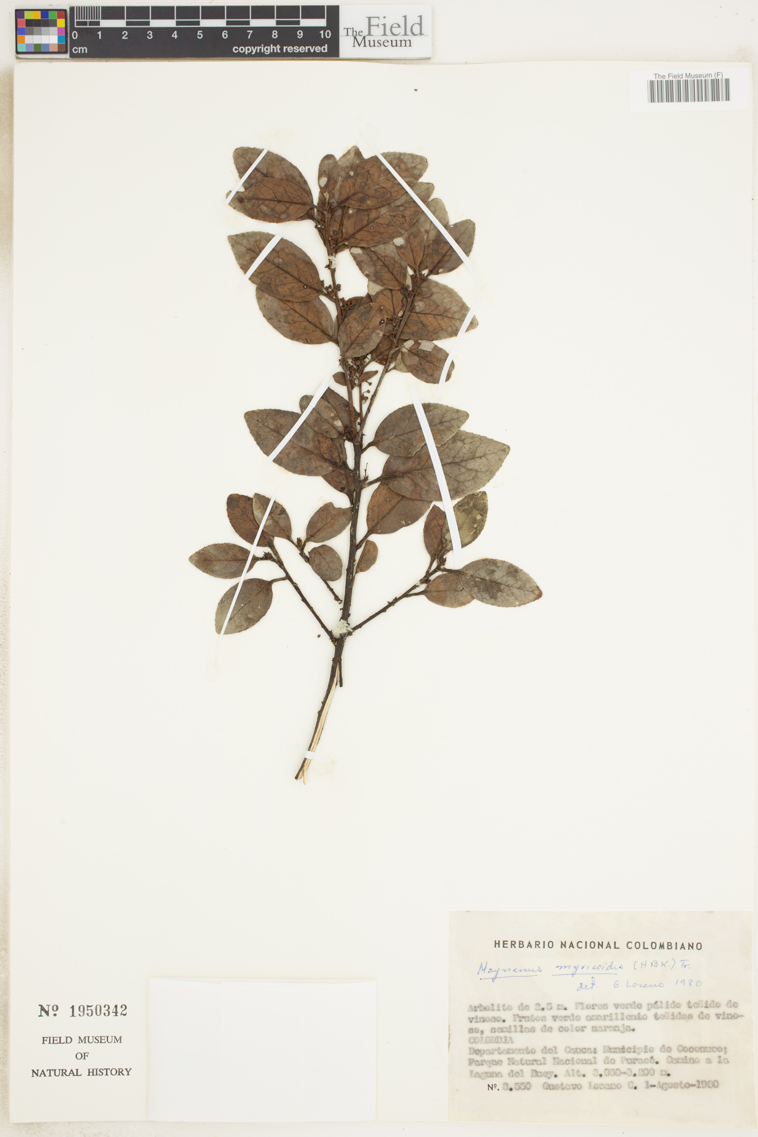 Maytenus prunifolia image