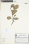 Monteverdia obtusifolia image