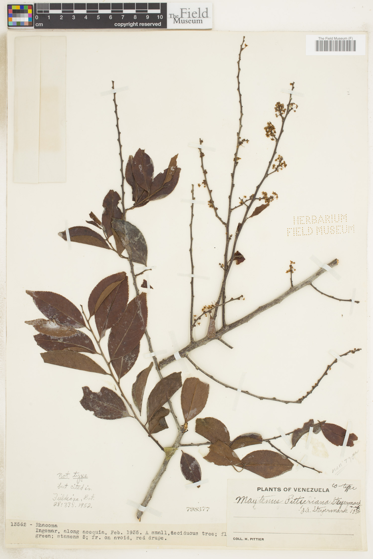 Monteverdia pittieriana image