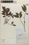 Maytenus salicifolia image