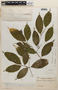 Rinorea pubiflora image