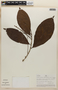 Rinorea racemosa image