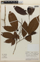 Rinorea racemosa image