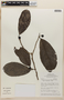 Rinoreocarpus ulei image