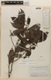Rinoreocarpus ulei image