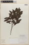 Diospyros artanthifolia image