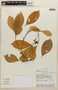Rinorea viridifolia image