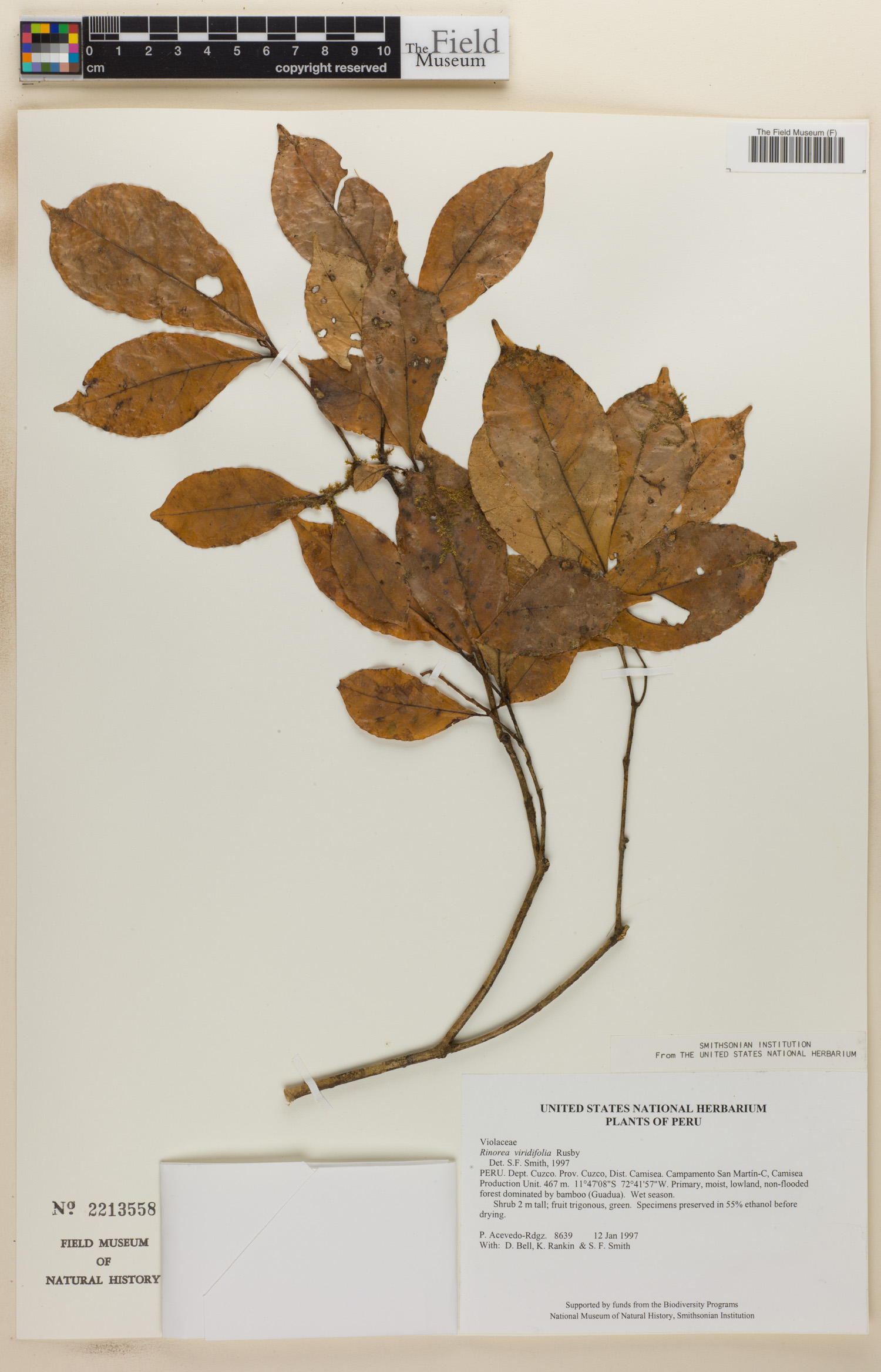 Rinorea viridifolia image