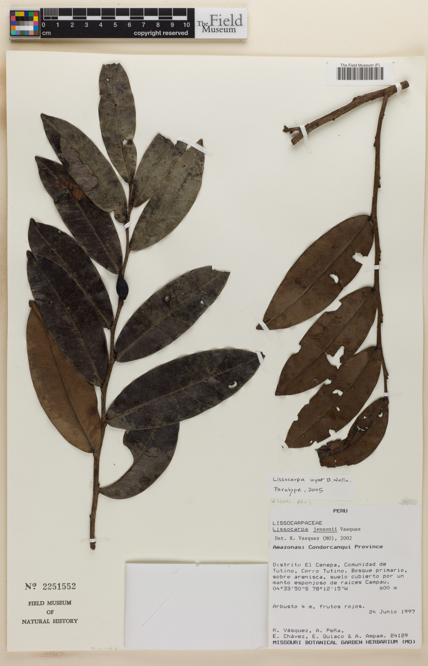 Lissocarpa image