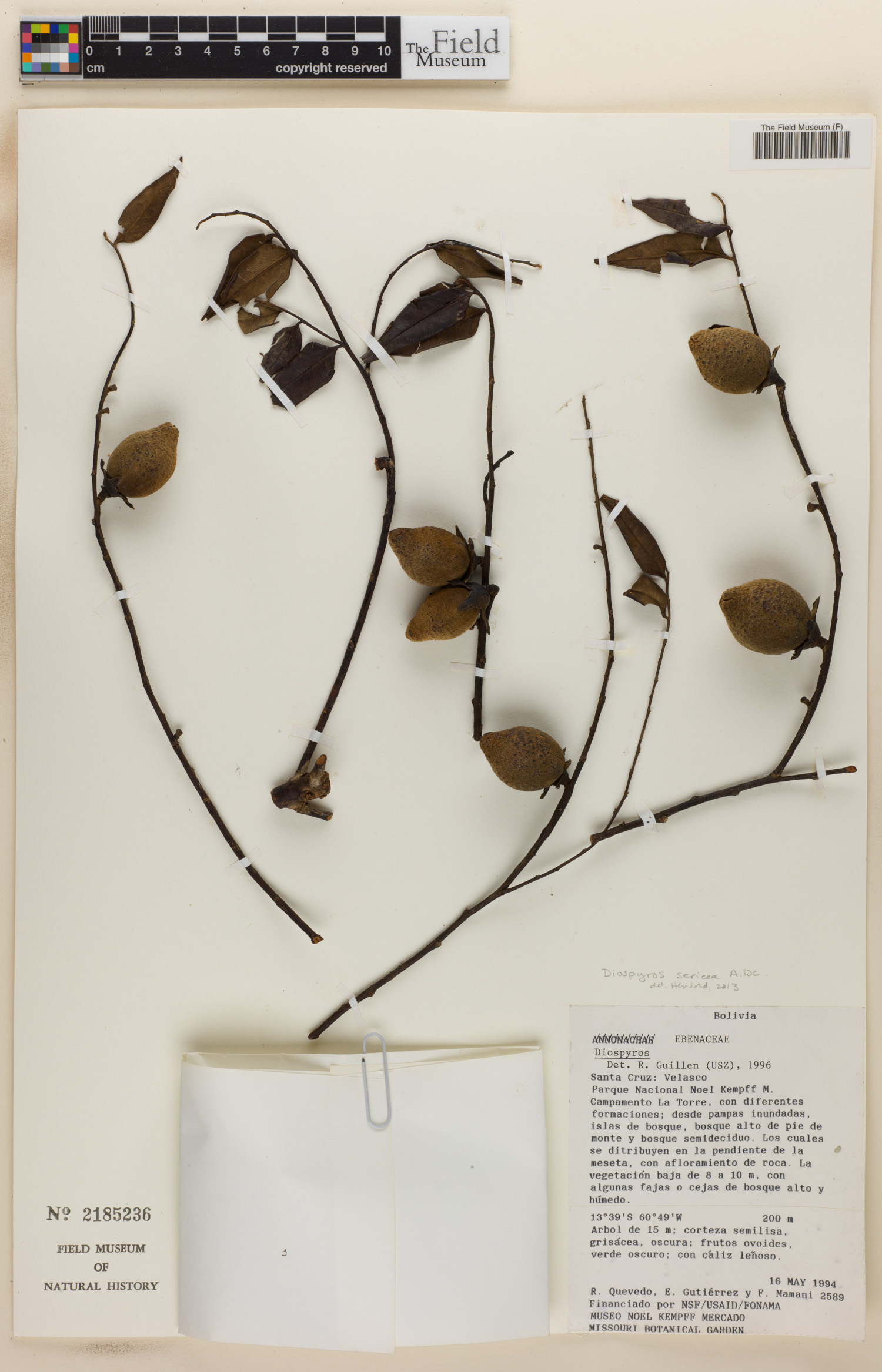 Diospyros sericea image