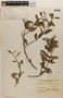 Maytenus viscifolia image