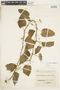 Cissus verticillata image