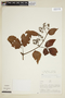 Cissus flavifolia image