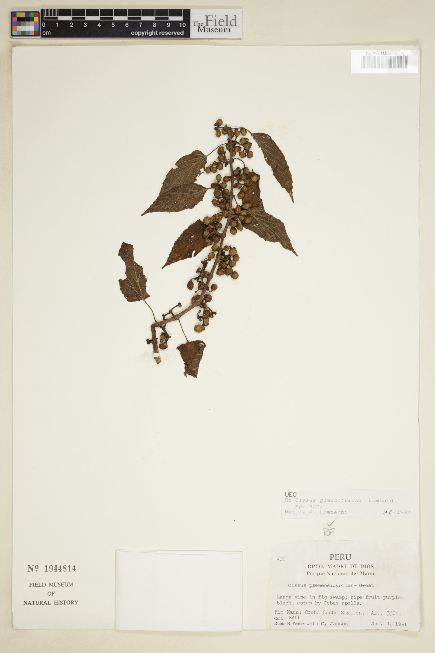 Cissus glaucotricha image