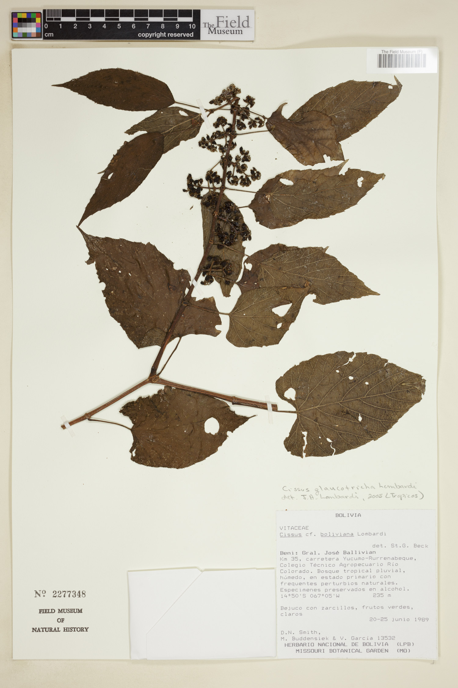 Cissus glaucotricha image
