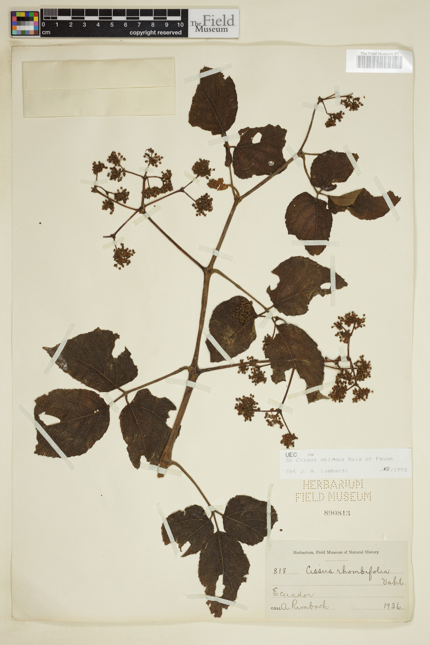 Cissus obliqua image