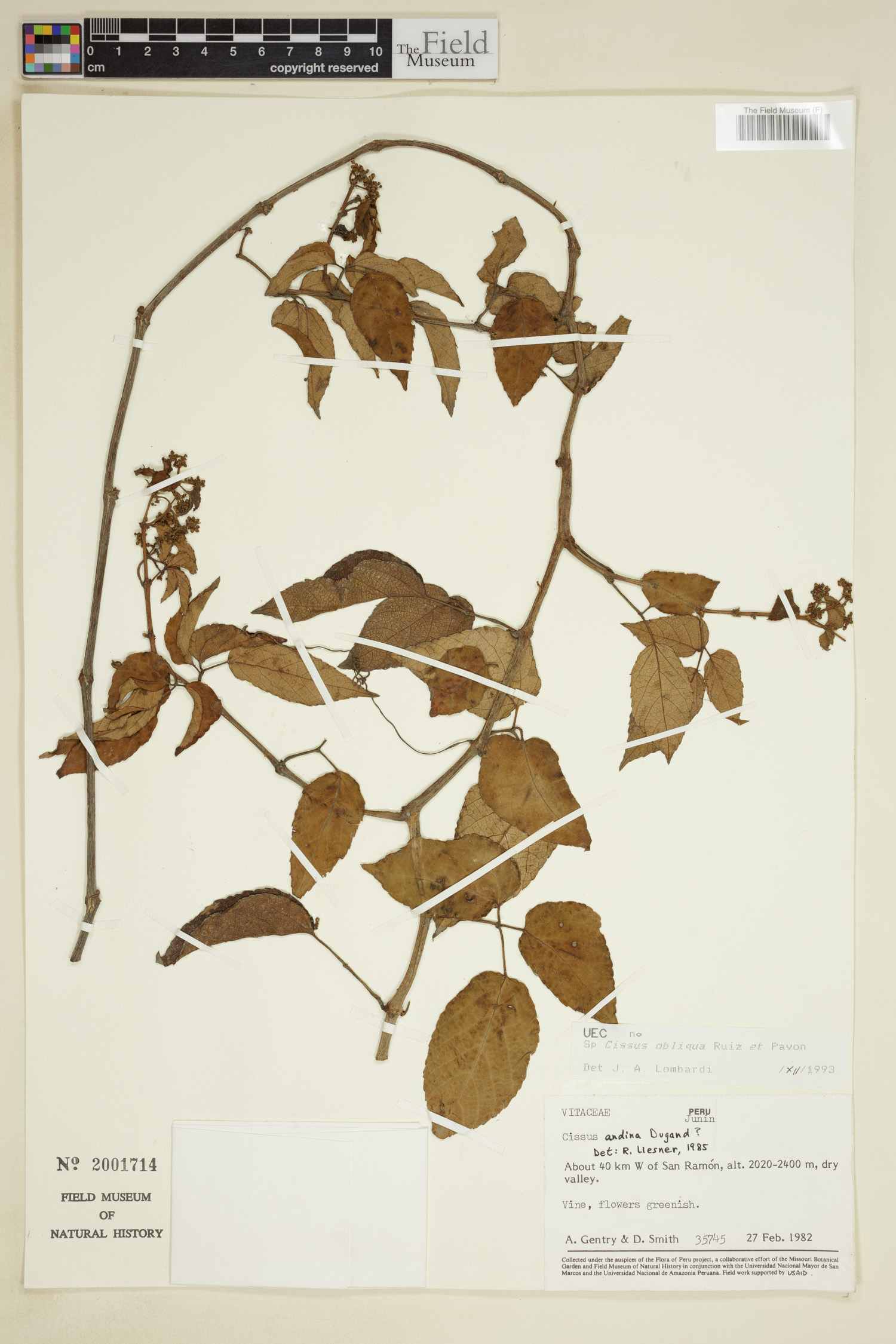 Cissus obliqua image