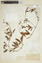 Cissus palmata image