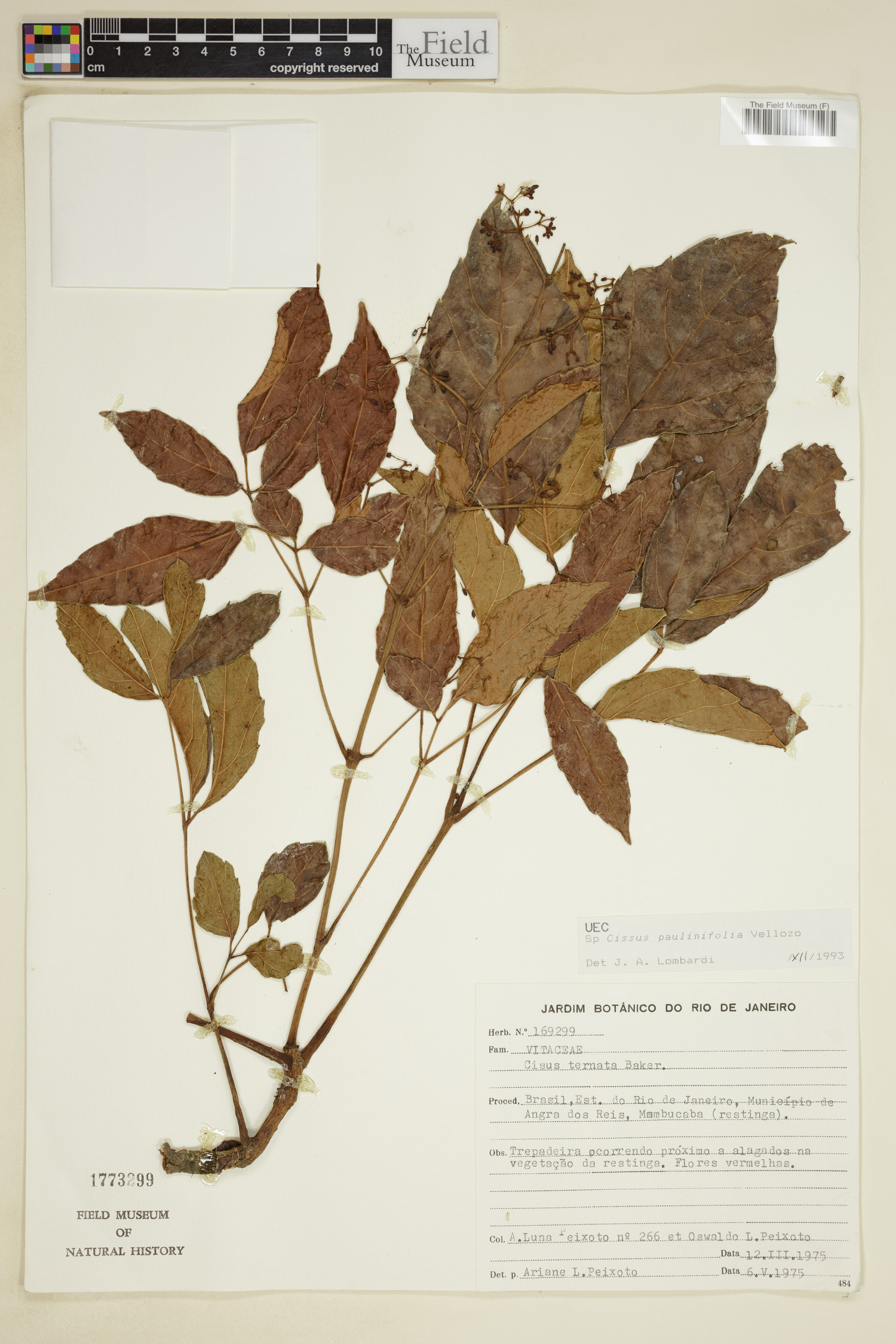 Cissus paullinifolia image