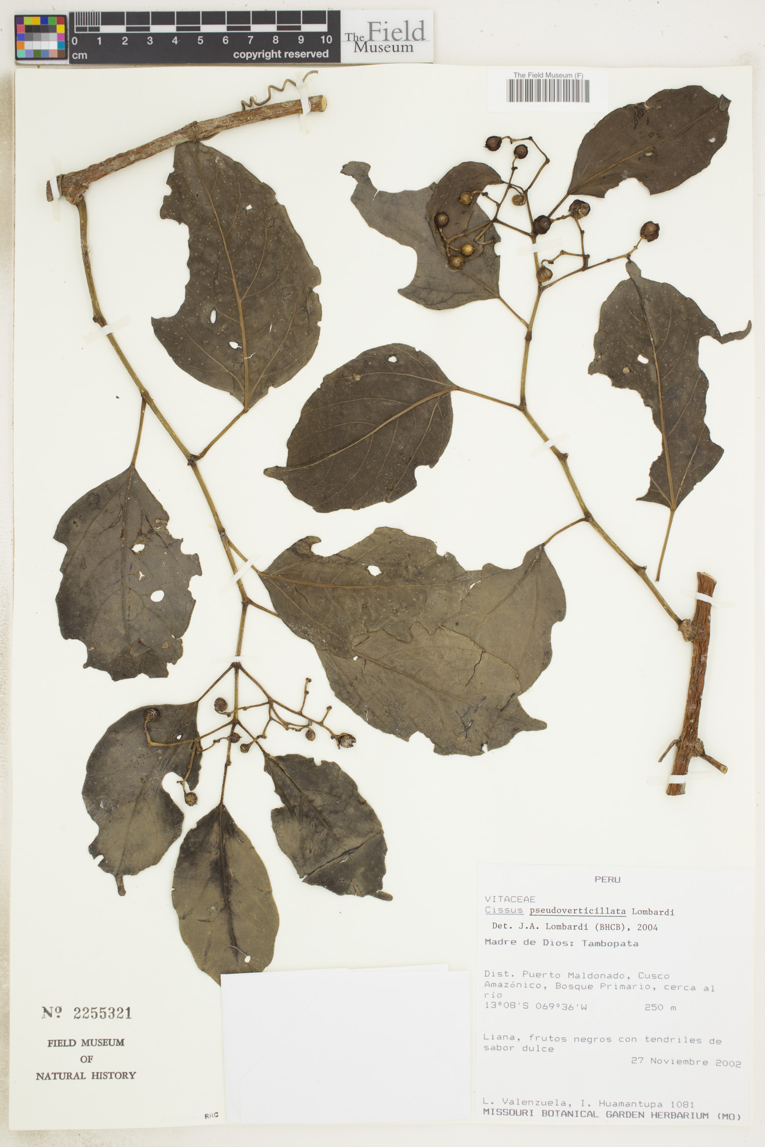 Cissus pseudoverticillata image