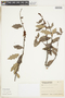 Maytenus ilicifolia image