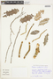 Maytenus ilicifolia image