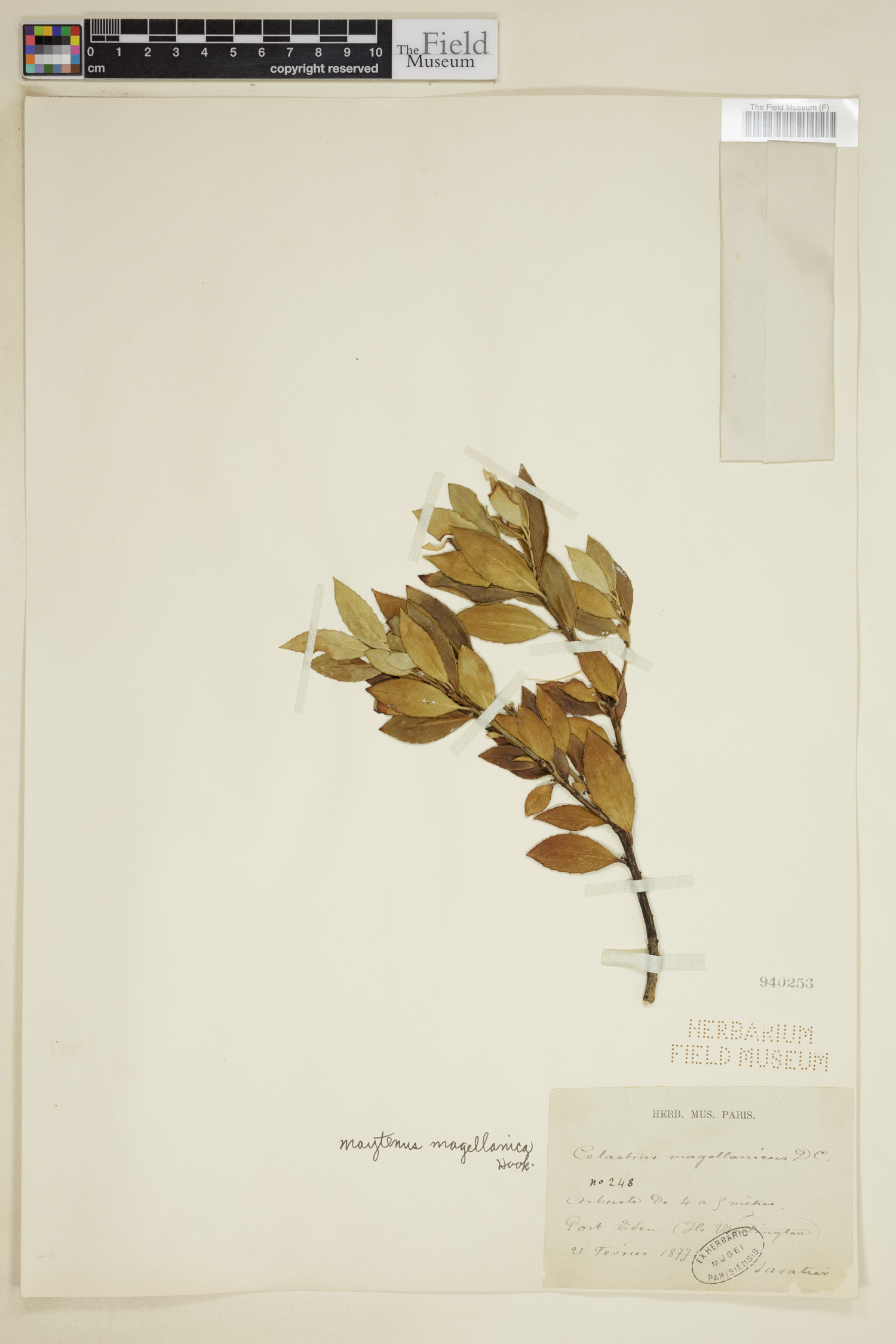 Maytenus magellanica image