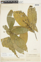 Amphirrhox longifolia image