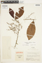 Fusispermum rubrolignosum image